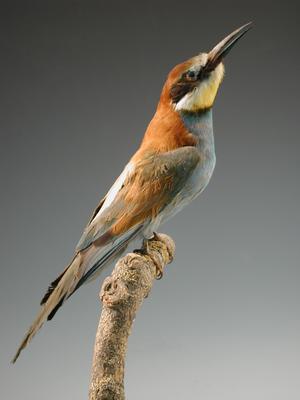Gyurgyalag (Merops apiaster)